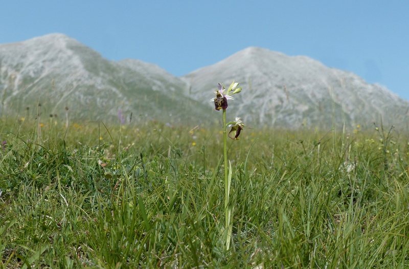 Monte Velino e Monti della Duchessa, le orchidee e la Natura  2024.